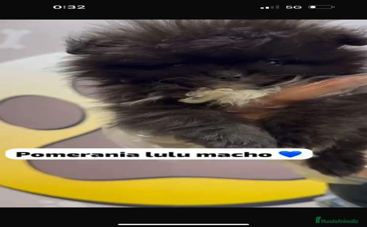 Pomerania perros - Propaganda 7