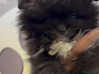 Pomerania perros Pomerania lulu macho - Anuncio 8