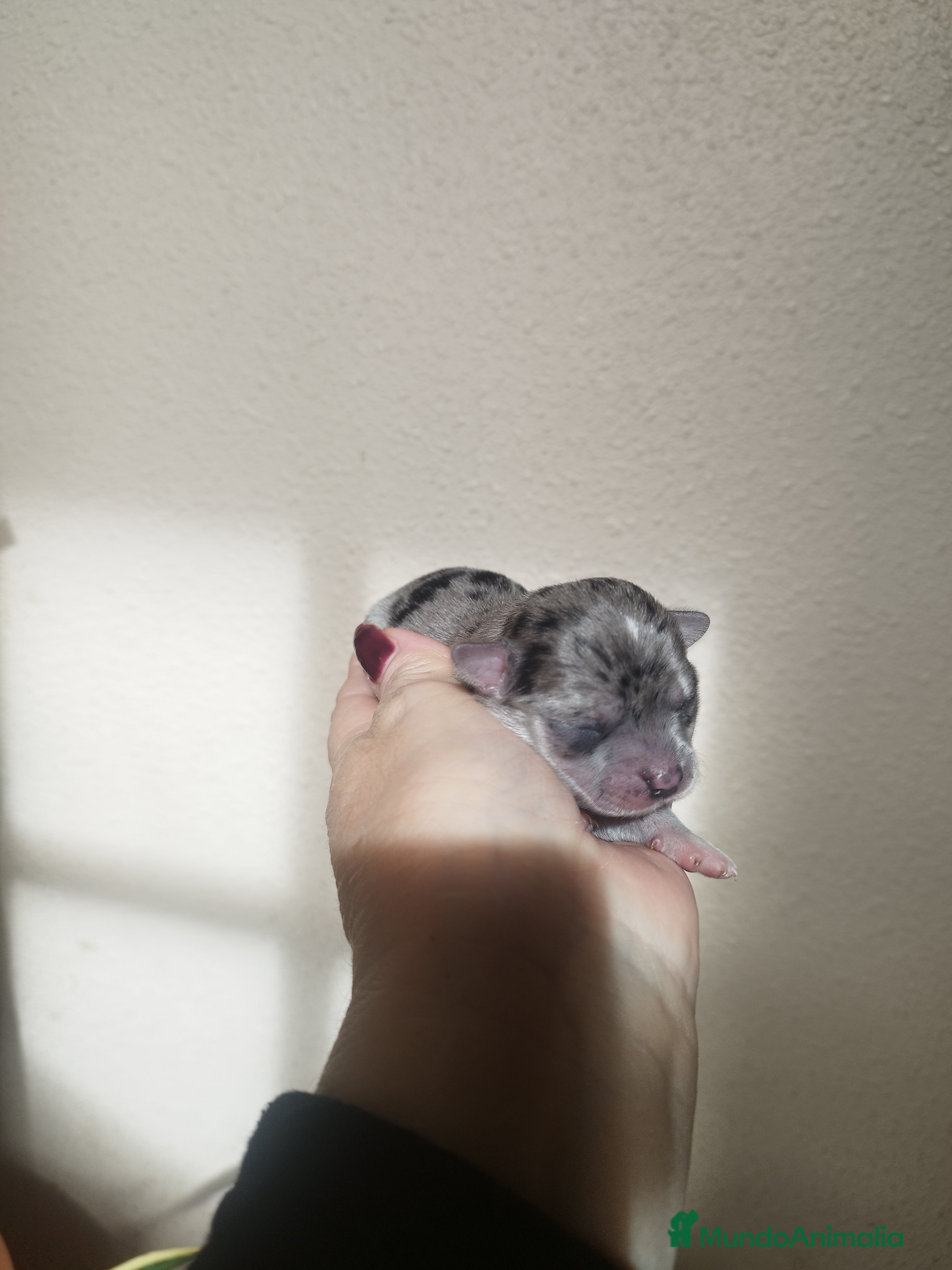 Chihuahua perros CHIHUAHUAS TOYS MERLE EXCLUSIVOS - Anuncio 1