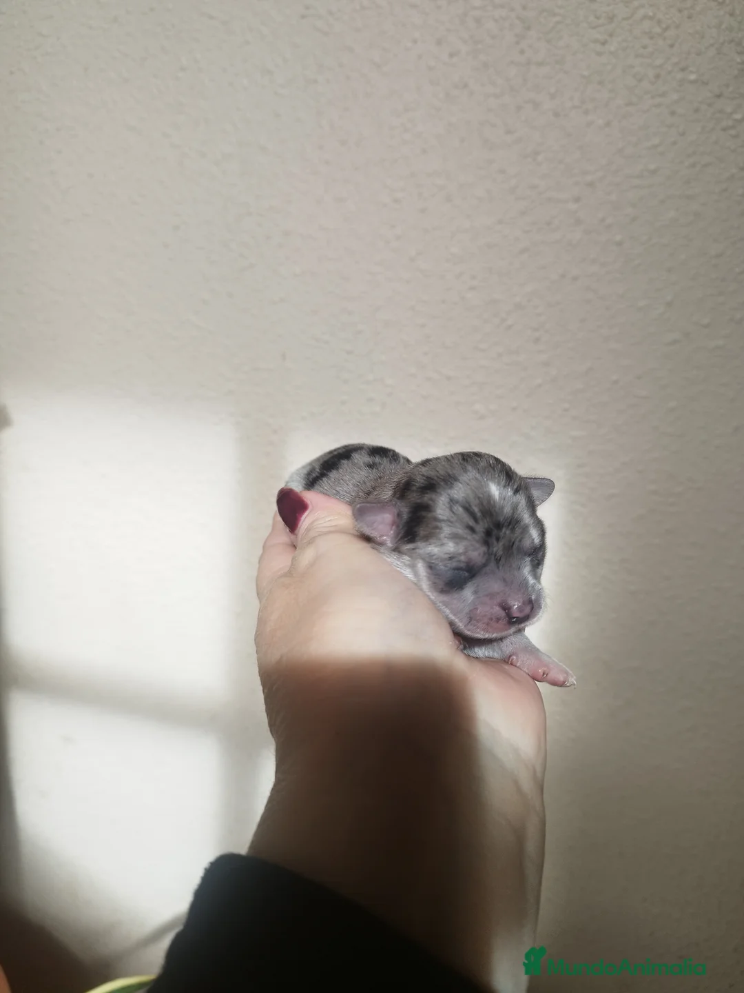 Chihuahua perros en venta: CHIHUAHUAS TOYS MERLE EXCLUSIVOS - Anuncio 1