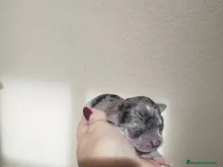 Chihuahua perros CHIHUAHUAS TOYS MERLE EXCLUSIVOS - Anuncio 1