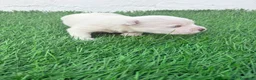 West Highland White Terrier perros en venta: West Highland White Terrier en Madrid - Anuncio 7