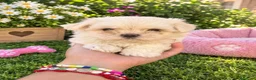Bichón Maltés perros en venta: PRECIOSOS BICHON MALTÉS MINI  - Anuncio 2