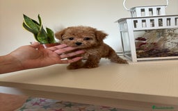 Maltipoo perros en venta: Maltipoo hembra (tacita de té) mini  - Imagen 8