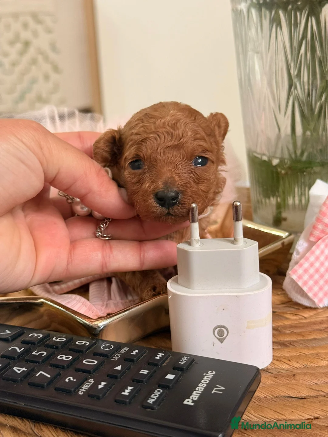 Caniche Toy perros en venta: Caniche tacita de te - Anuncio 2