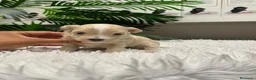 Maltipoo perros en venta: MALTIPOO - Anuncio 27