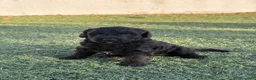 Perro de Agua Español perros en venta: PERRO DE AGUA  - Anuncio 2