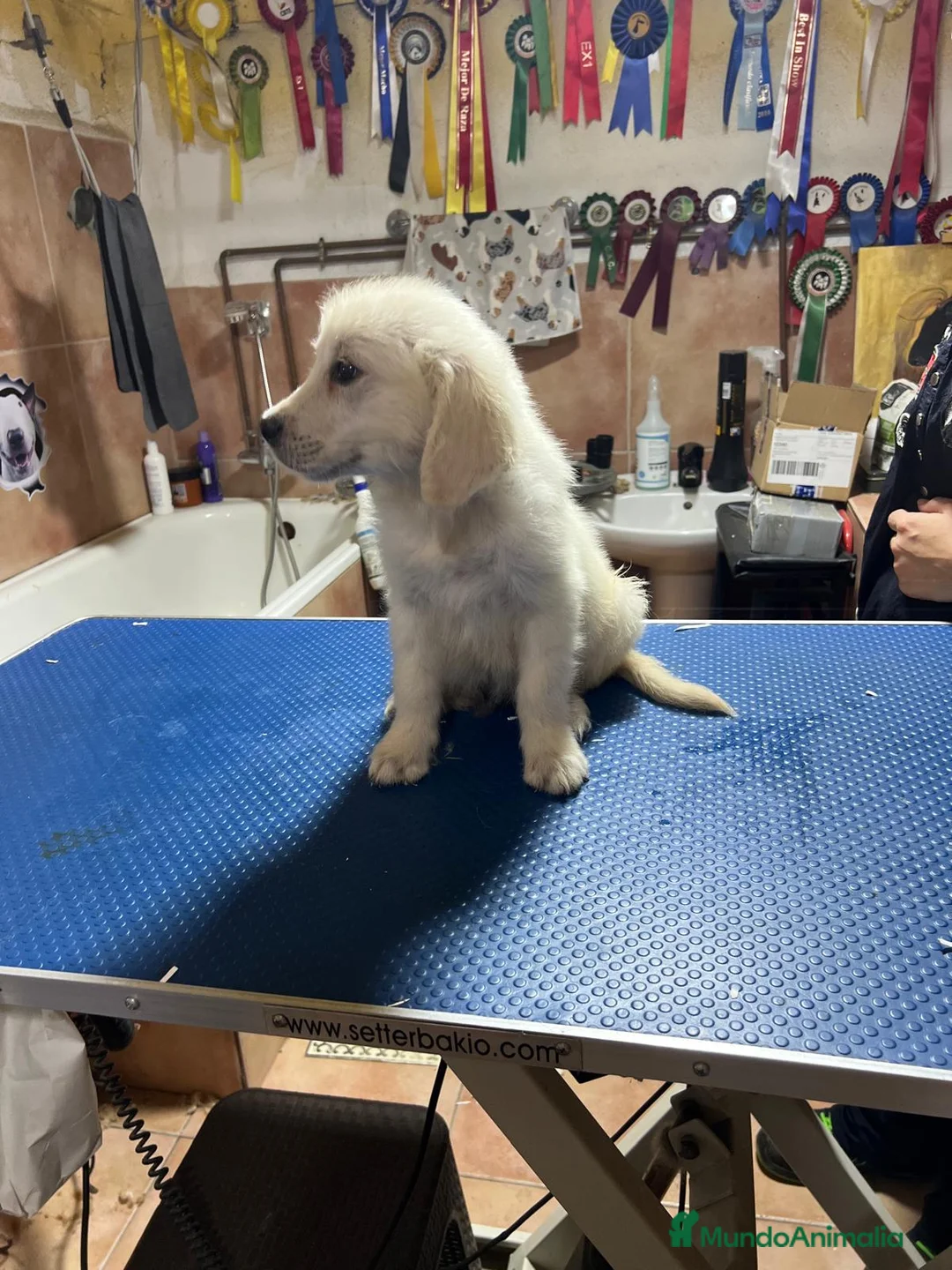 Golden Retriever perros en venta: Cachorros golden retriever  - Anuncio 2
