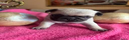 Carlino - Pug perros en venta: Cachorros de carlino  - Anuncio 7
