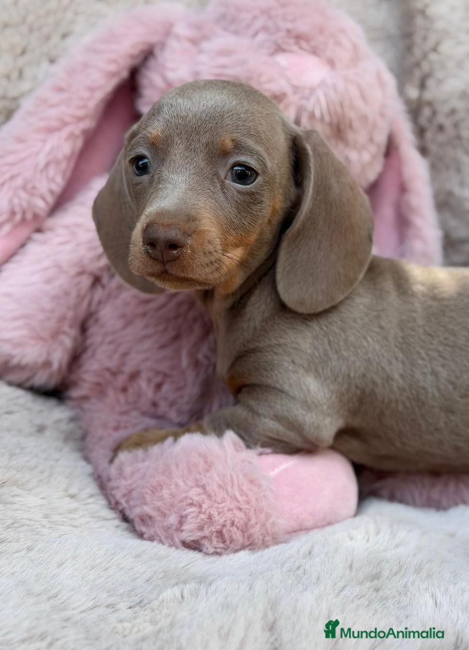 Teckel Miniatura perros TECKEL ISABELLA - Anuncio 1