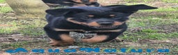 Rottweiler perros en venta: Rottweiler Hembra - AQUANATURA en Barcelona - Anuncio 4