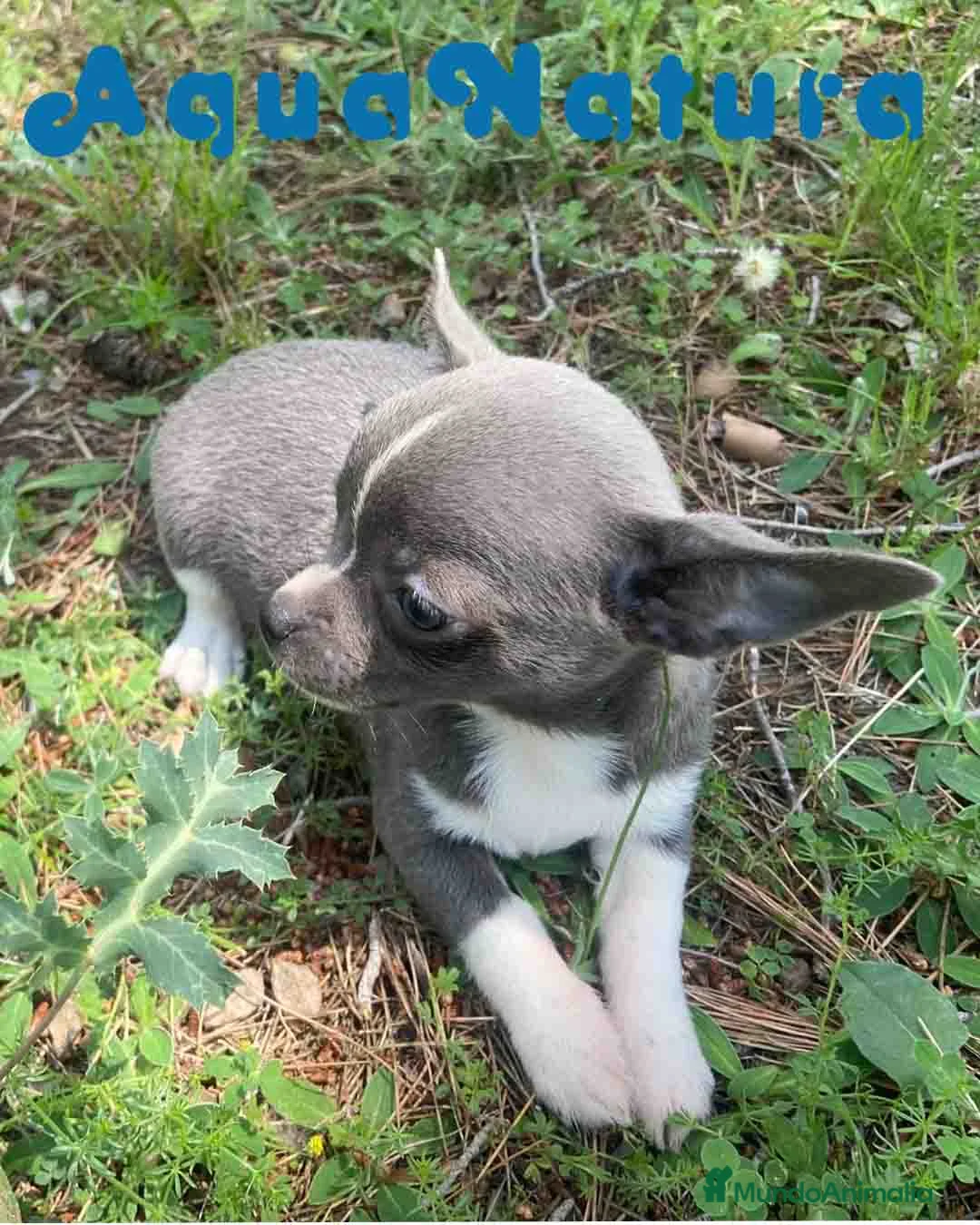 Chihuahua perros en venta: Chihuahua Macho de Pam y Choco 1886 AQUANATURA - Anuncio 7