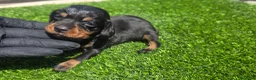 Teckel Miniatura perros en venta: Teckel kanichen  - Anuncio 4