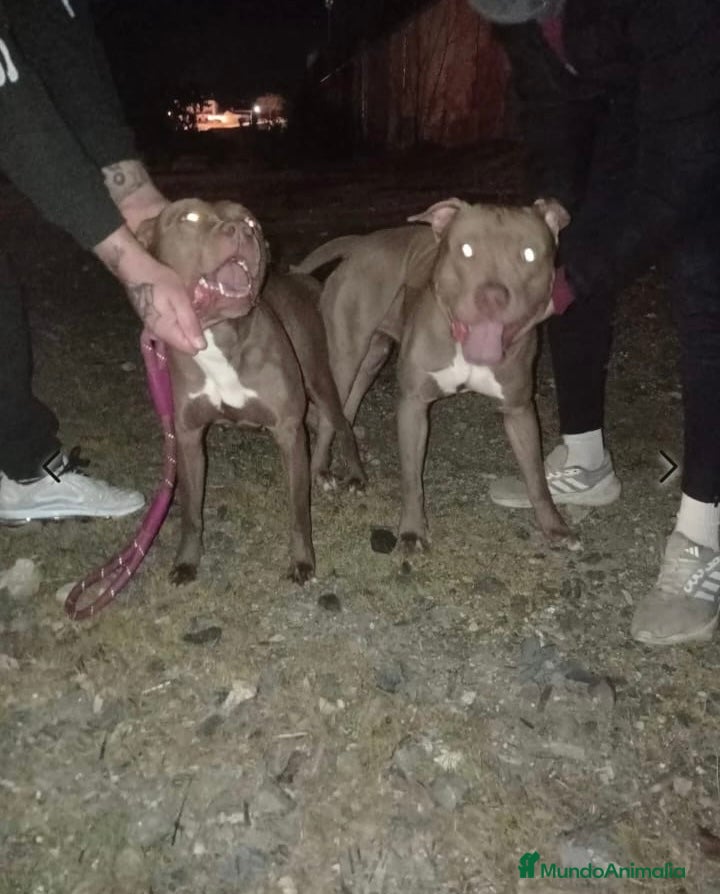 American Pit Bull Terrier perros Pitbull  - Anuncio 3