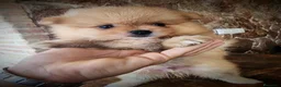 Pomerania perros en venta: Pomerania precio real - Anuncio 1