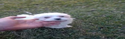 Bichón Maltés perros en venta: Bichón Maltés Machos y Hembras - Anuncio 3