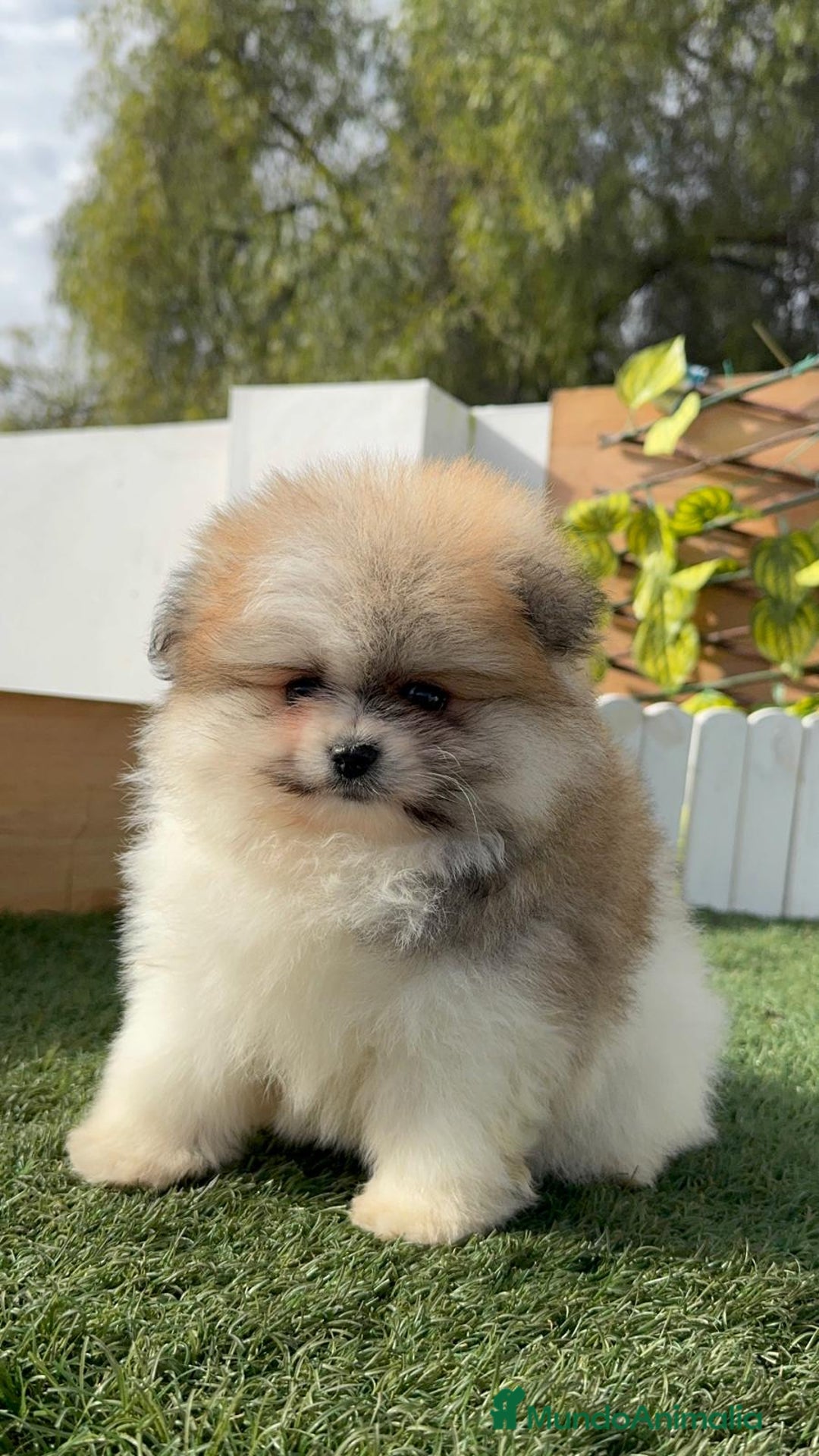Pomerania perros en venta: POMERANIA HEMBRA - Anuncio 3