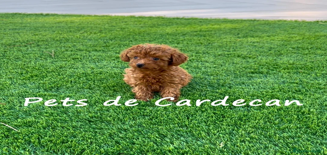 Imagen de galería {{count}}