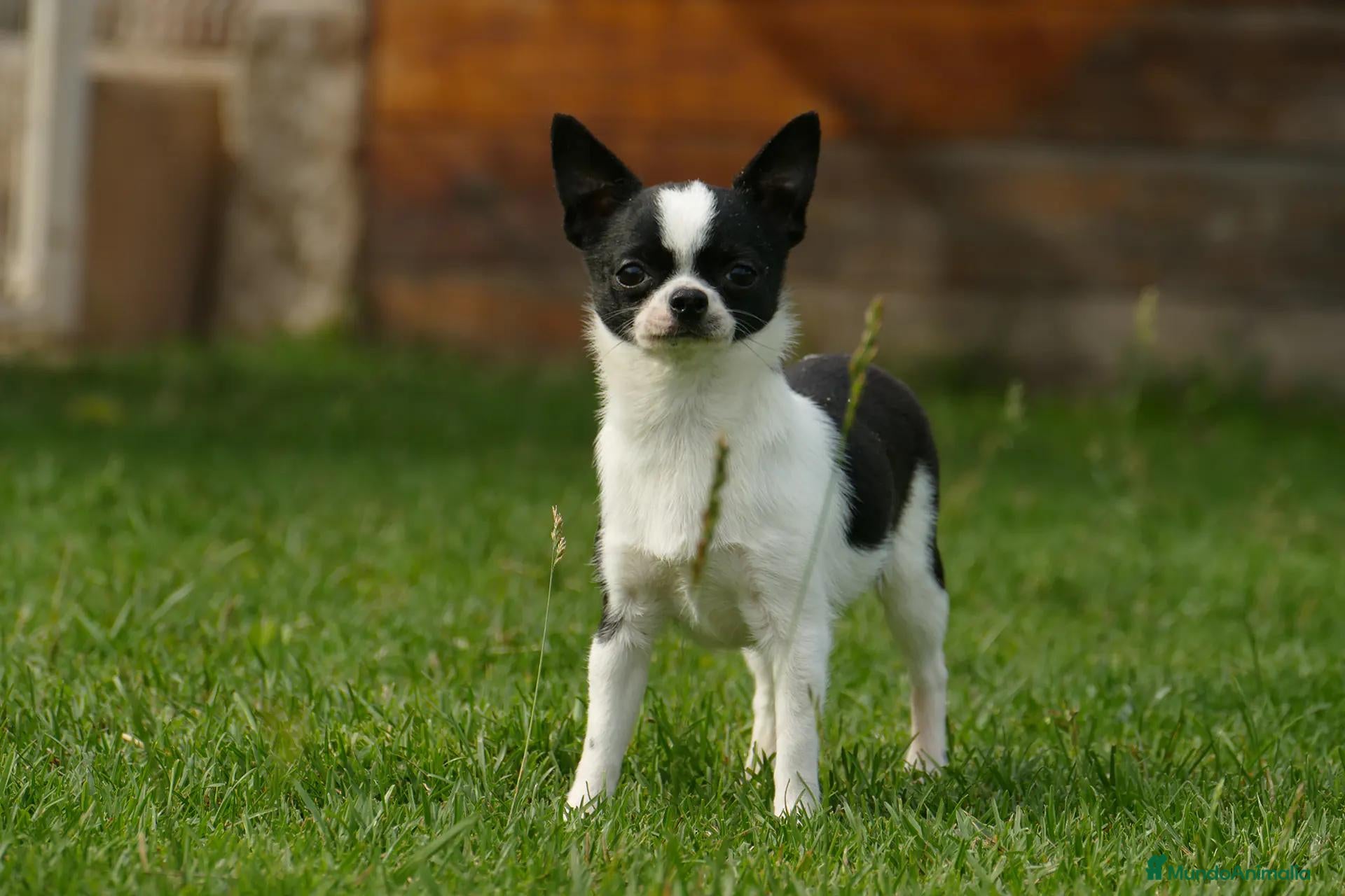 Chihuahua perros en venta: Cachorros de Chihuahua disponibles - Anuncio 2