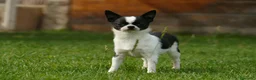 Chihuahua perros en venta: Cachorros de Chihuahua disponibles - Anuncio 2