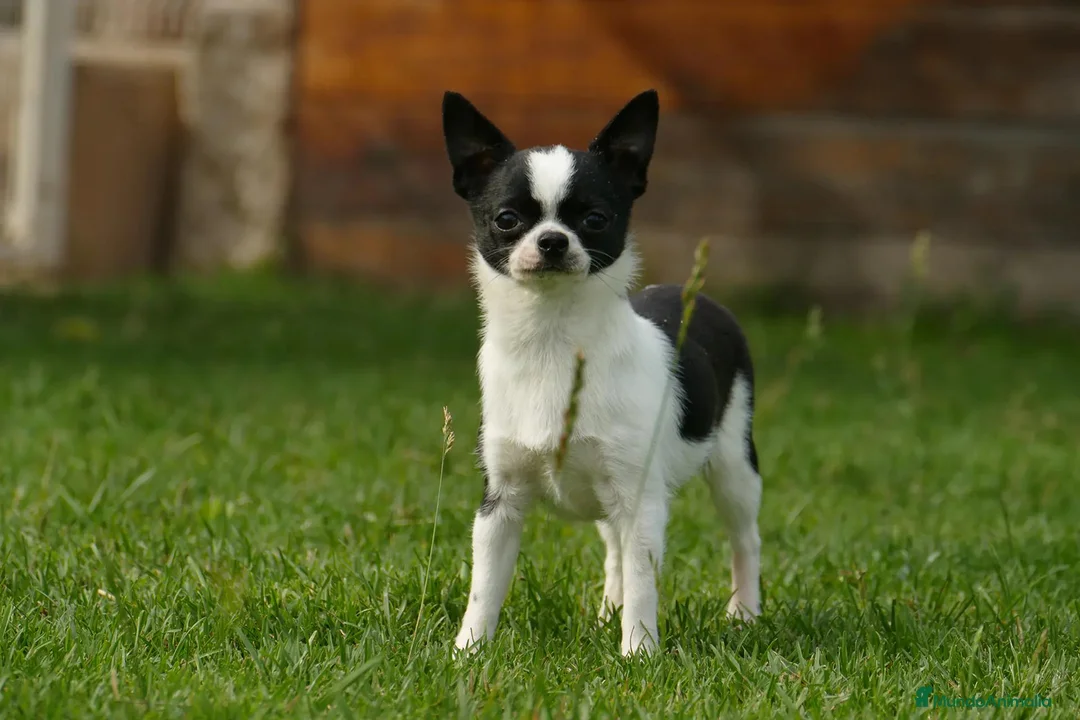 Chihuahua perros en venta: Cachorros de Chihuahua disponibles - Anuncio 2