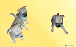 Chihuahua perros en venta: CAMADA CHIHUAHUAS CABEZA DE MANZANA  - Imagen 2