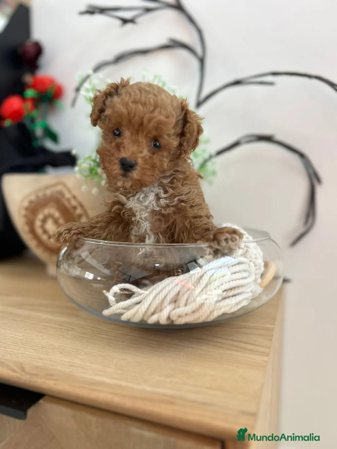 Maltipoo perros en venta: Maltipoo mini  - Anuncio 2