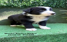 Border Collie perros en venta: Border Collie De Villa Biznaga - Imagen 9