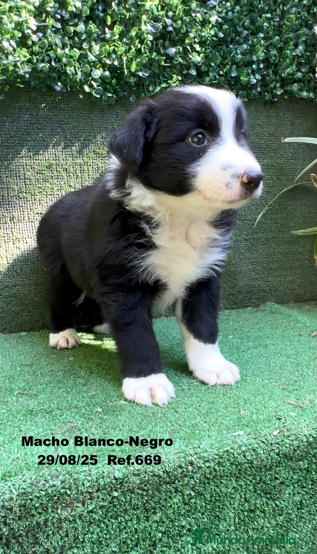 Border Collie perros en venta: Border Collie De Villa Biznaga - Imagen 9