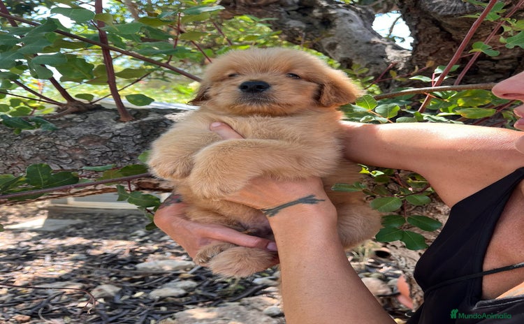 Goldendoodle perros - Anuncio 1