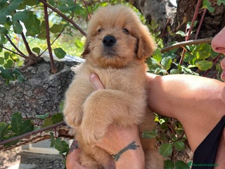 Goldendoodle perros - Anuncio 2