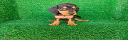 Teckel Miniatura perros en venta: teckel miniatura - Anuncio 5