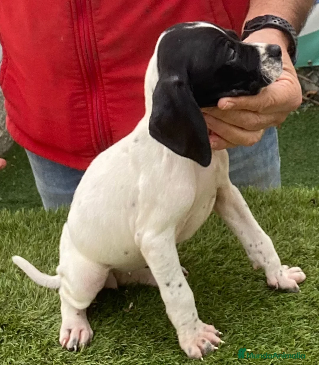 Pointer perros en venta: Pointer, cachorros de padres de trabajo. - Anuncio 2