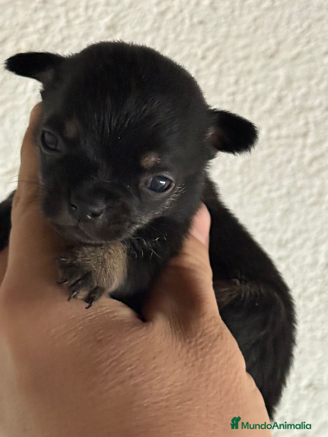 Chihuahua perros en venta: Cachorros de chihuahua toy cabeza manzana - Imagen 2