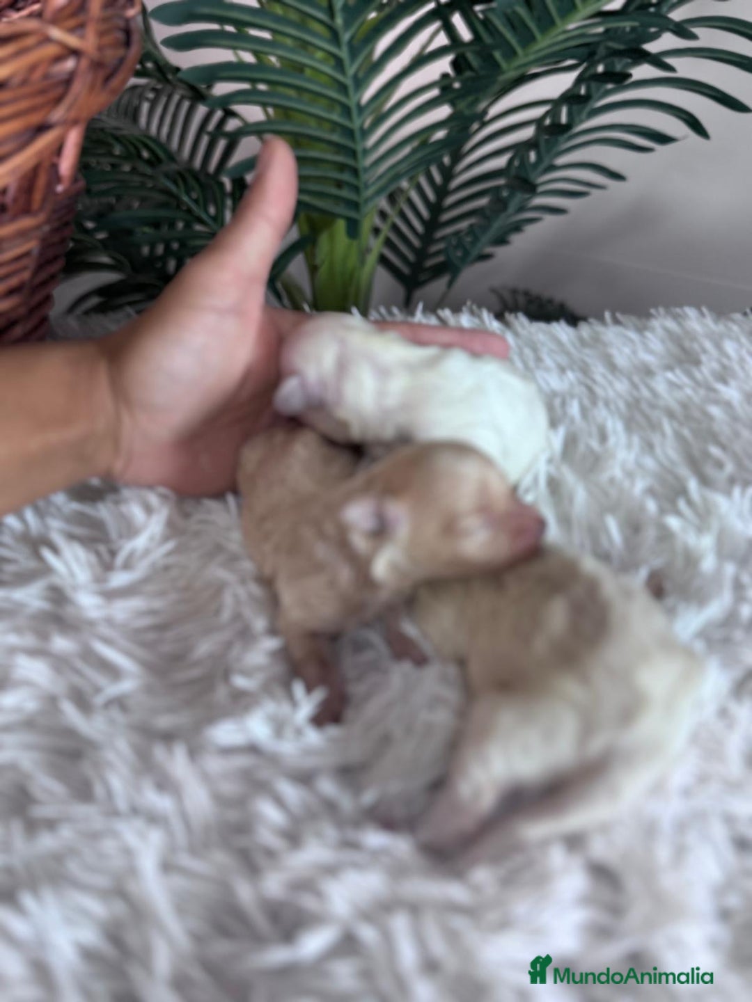 Maltipoo perros en venta: MALTIPOO  - Anuncio 4