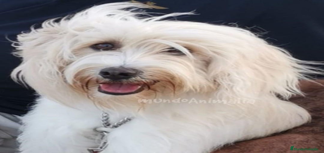 Imagen de galería {{count}}