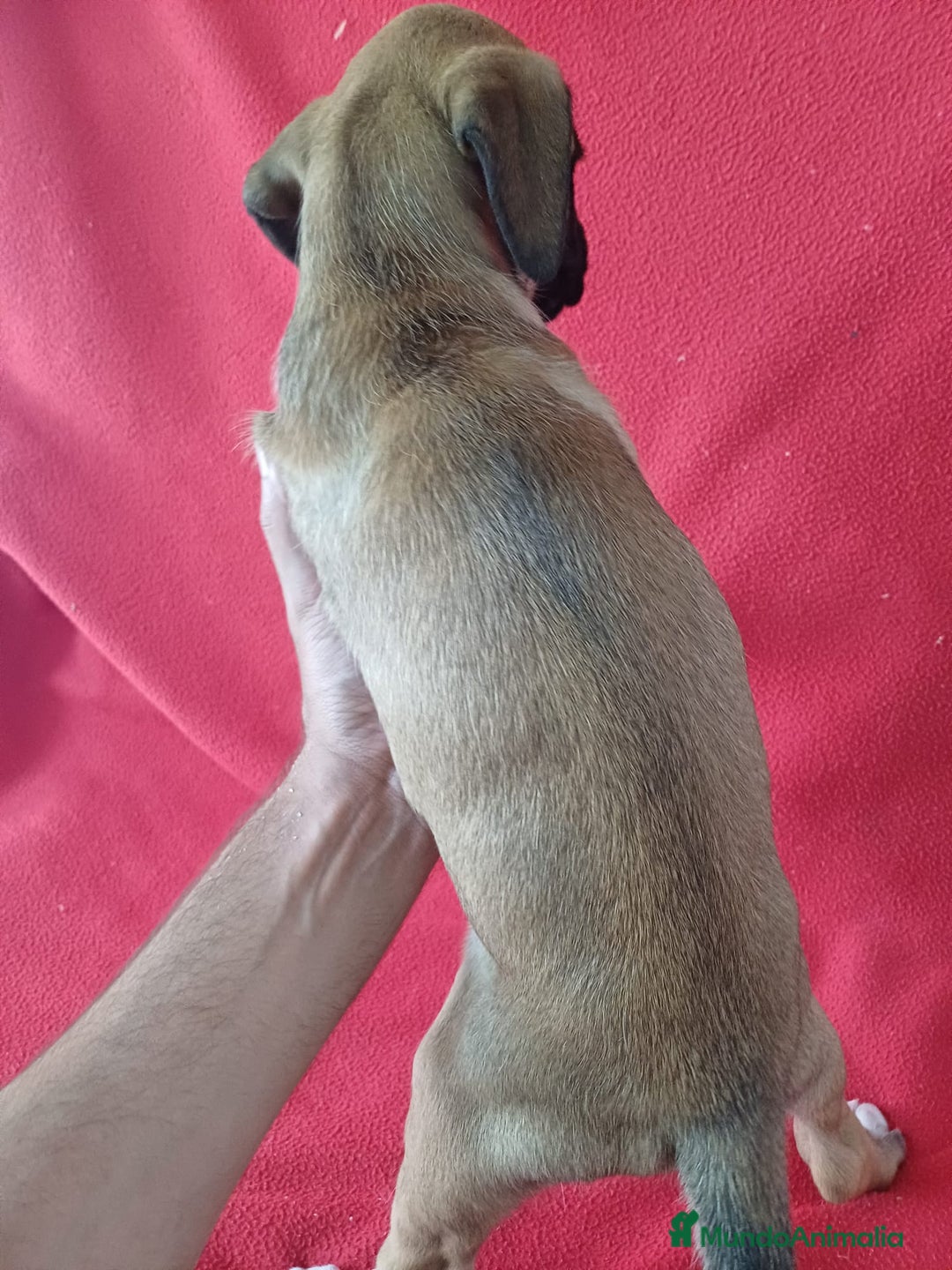 Boxer perros en venta: Boxer - Imagen 4