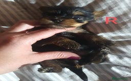 Yorkshire Terrier perros en venta: YORKSHIRE TOY CALIDAD Y SELECCIÓN  - Imagen 4