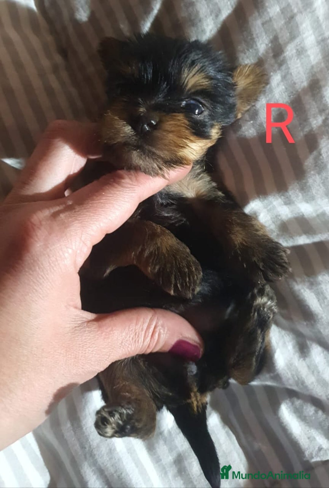 Yorkshire Terrier perros en venta: YORKSHIRE TOY CALIDAD Y SELECCIÓN  - Imagen 4