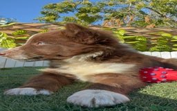 Border Collie perros en venta: BORDER COLLIE HEMBRA - Anuncio 11