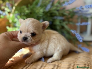 Chihuahua perros - Anuncio 21