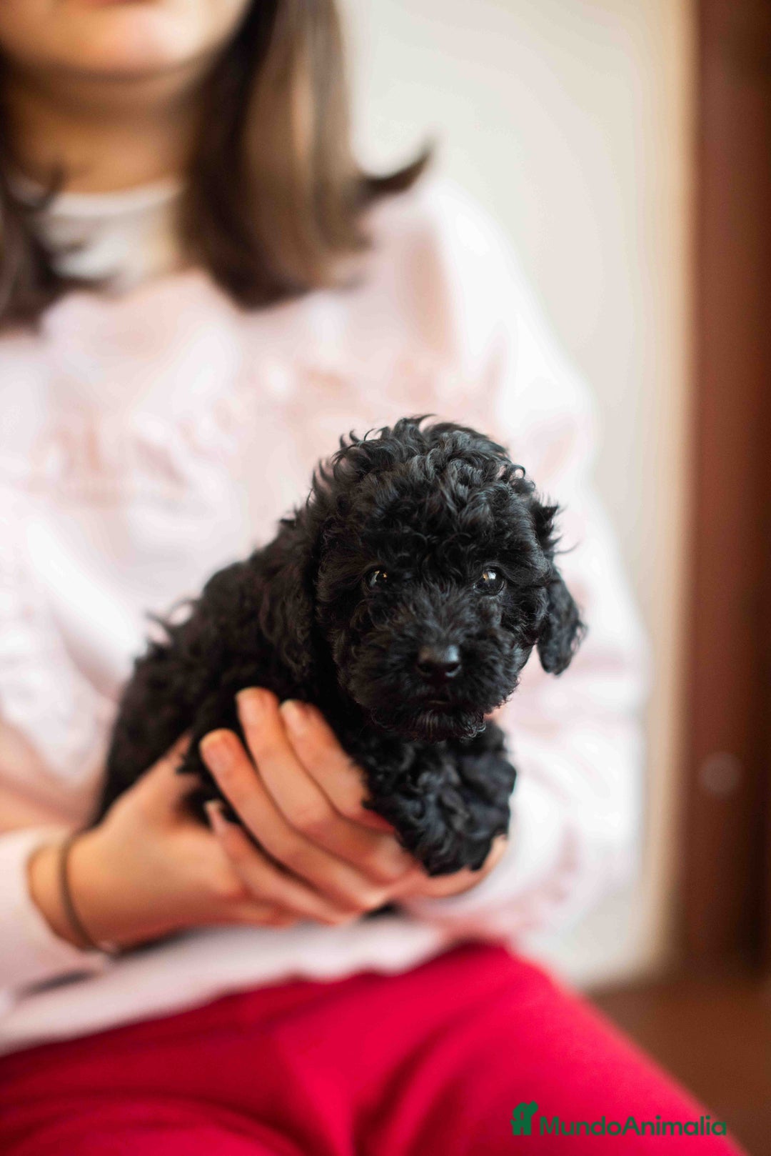 Caniche Toy perros en venta: Caniche toys negros - Anuncio 5