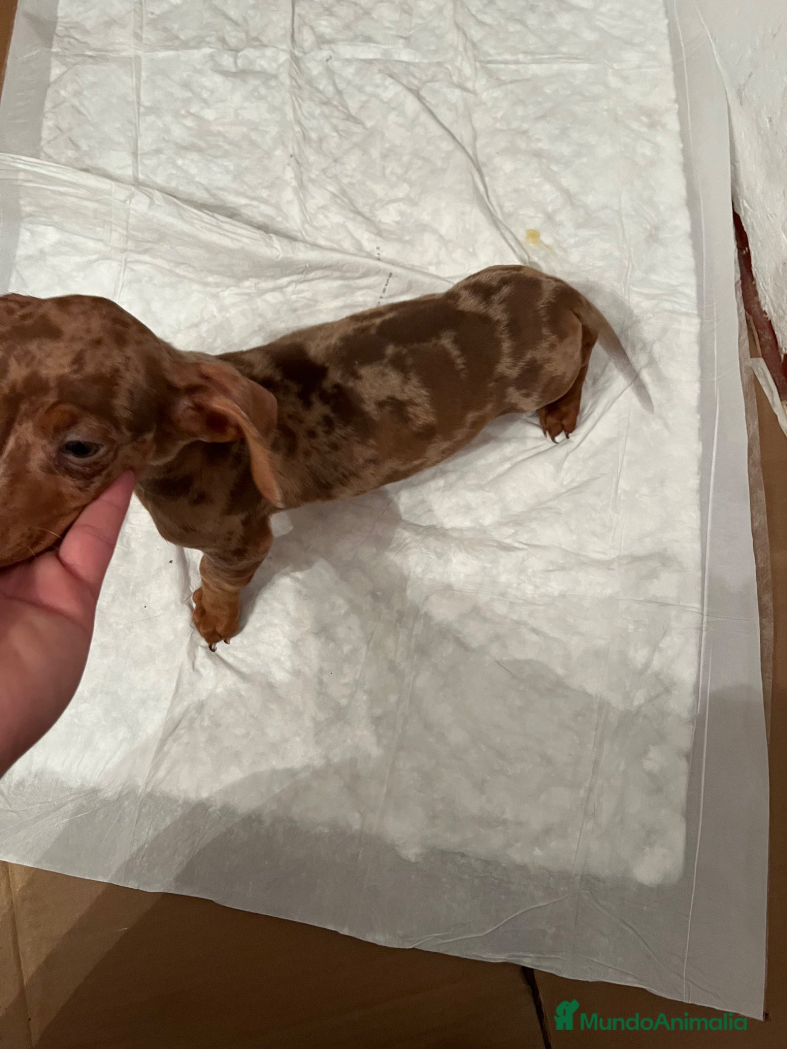 Teckel perros TECKEL ARLEQUÍN ISABELLA PRECIOSO  - Anuncio 1