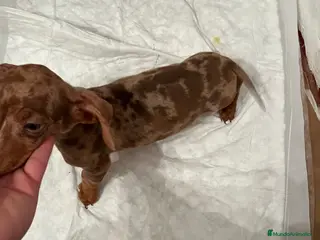 Teckel perros TECKEL ARLEQUÍN ISABELLA PRECIOSO - Anuncio 1