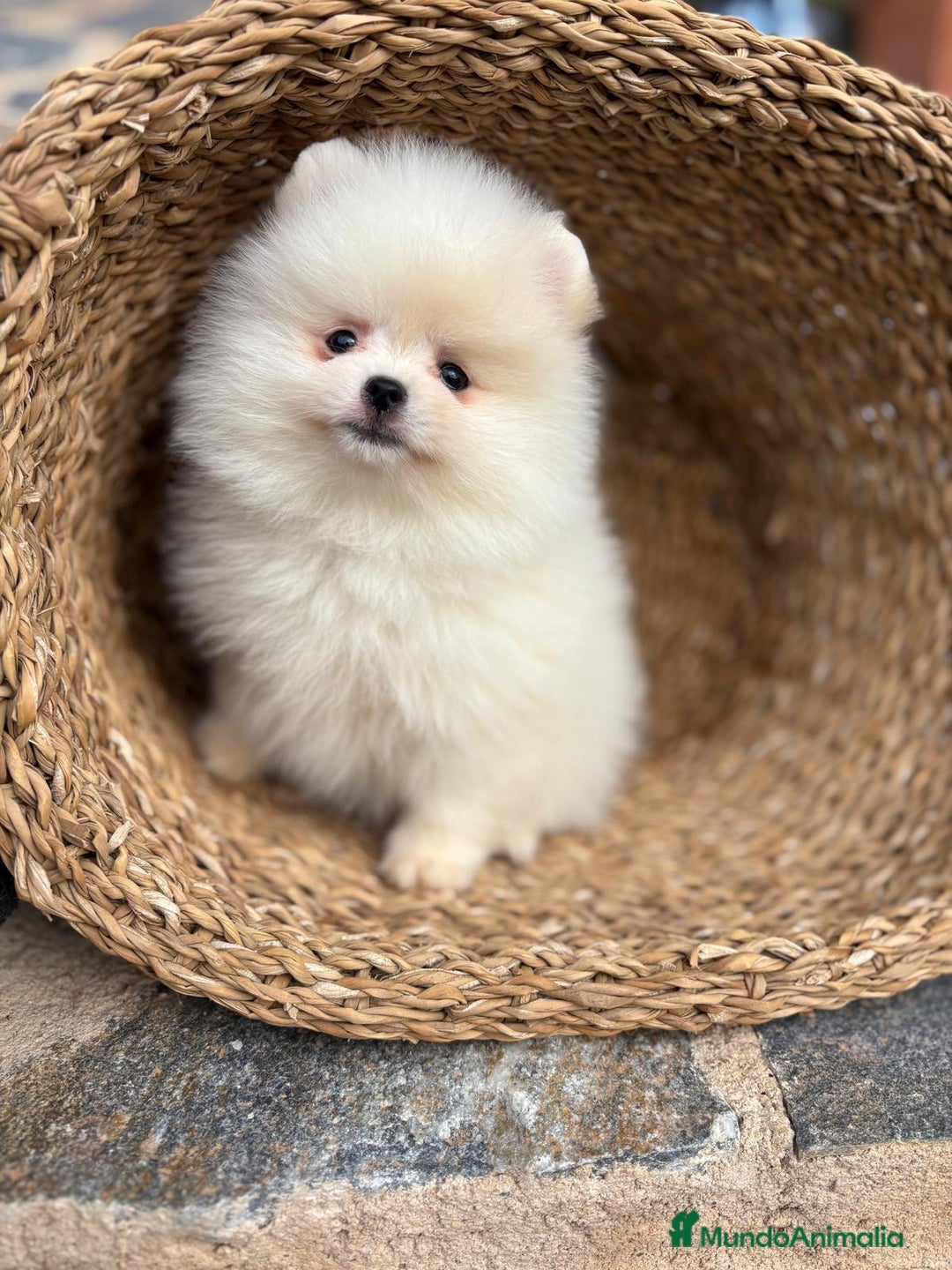 Pomerania perros en venta: Pomerania blanco toy para diciembre !! - Anuncio 4