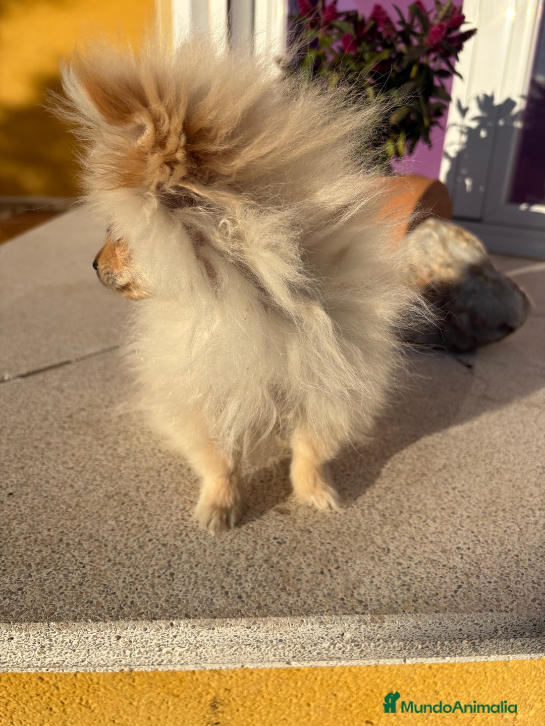 Pomerania perros en venta: Lulu Pomerania Micro Toy  - Anuncio 15