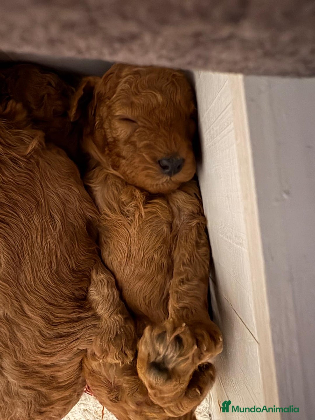 Caniche Toy perros en venta: Preciosos cachorros caniche Toy Rojo  - Anuncio 4