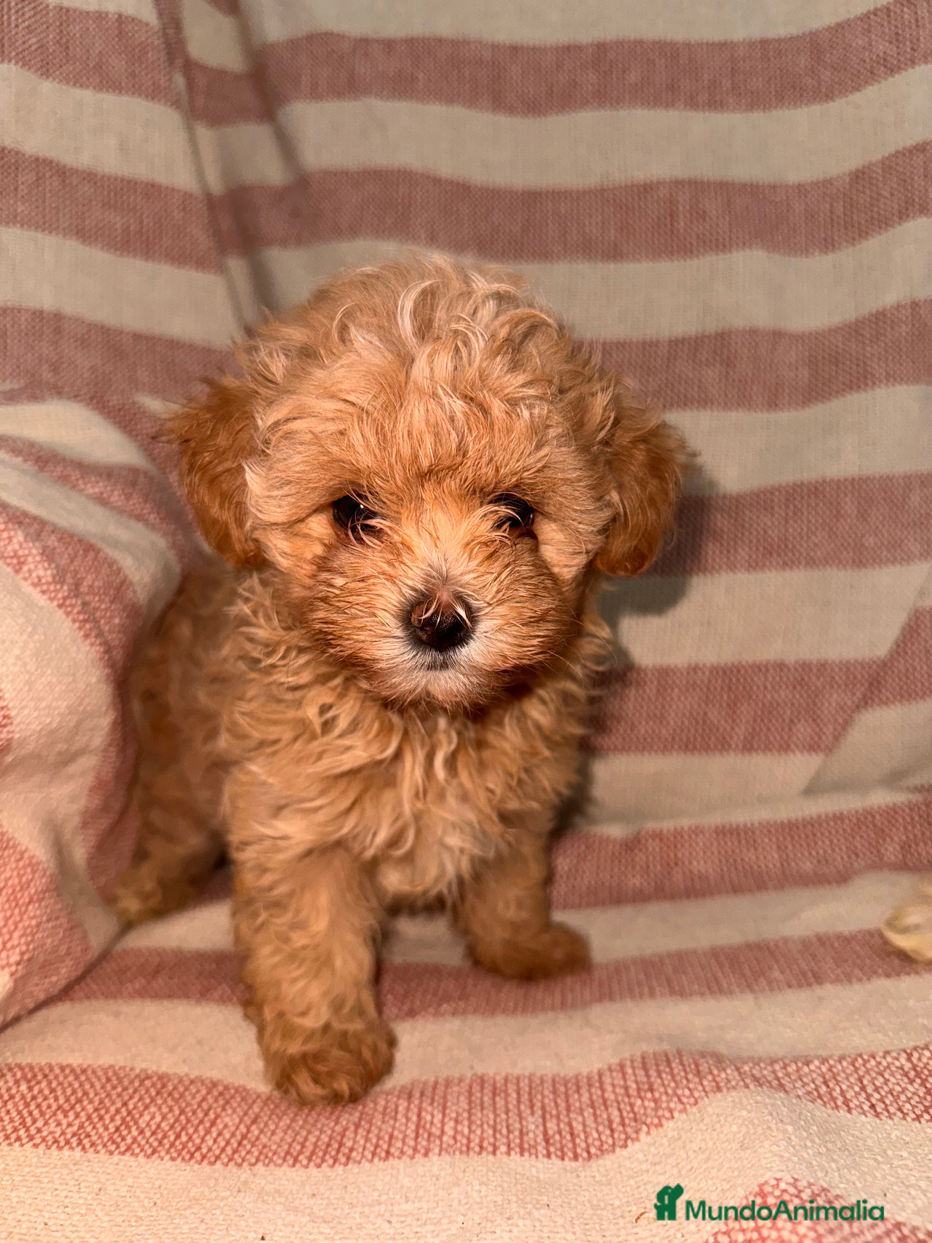 Maltipoo perros MALTIPOO TOY CALIDAD - Anuncio 1
