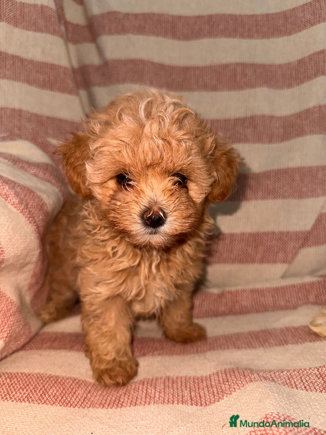 Maltipoo perros en venta: MALTIPOO TOY CALIDAD - Anuncio 1