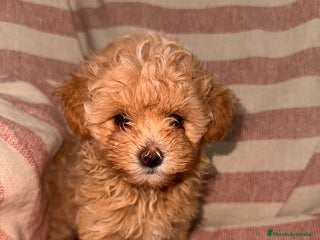 Maltipoo perros MALTIPOO TOY CALIDAD - Anuncio 1